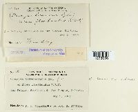 Kuehneola loeseneriana image