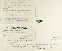 Kuehneola loeseneriana image