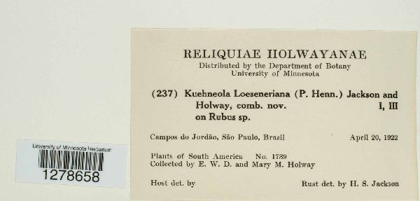 Kuehneola loeseneriana image