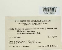 Kuehneola loeseneriana image