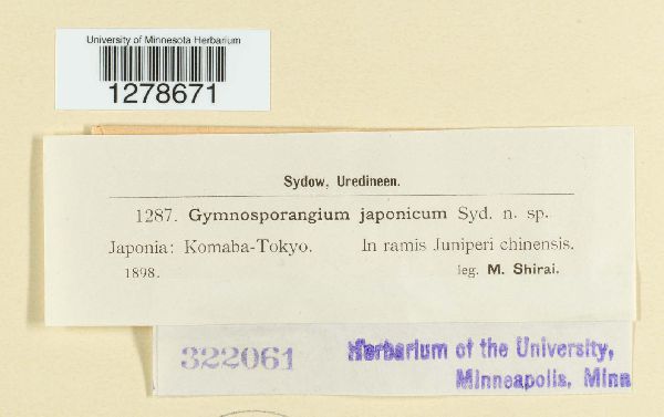 Gymnosporangium japonicum image