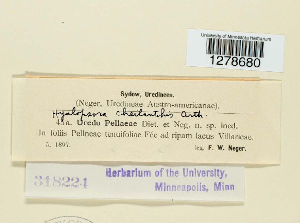 Hyalopsora cheilanthis image