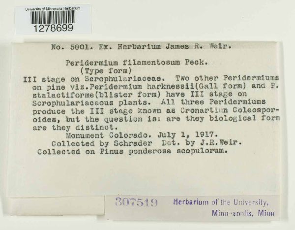 Peridermium filamentosum image