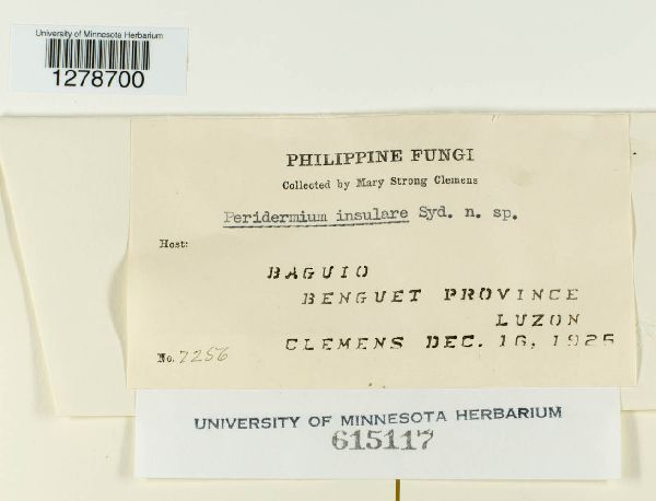 Peridermium insulare image