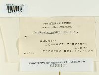 Media resource of Peridermium insulare