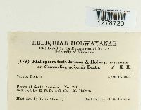 Phakopsora tecta image