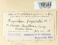 Phragmidium fragariae image