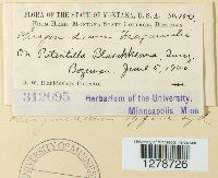 Phragmidium fragariae image