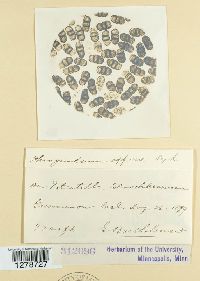 Phragmidium fragariae image