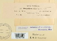 Phragmidium fragariae image