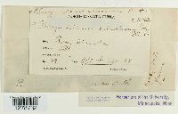 Phragmidium americanum image