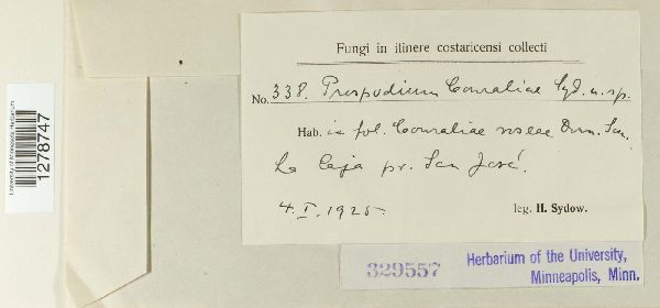 Prospodium couraliae image