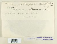Porotenus depallens image