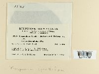 Image of Prospodium cyathiforme