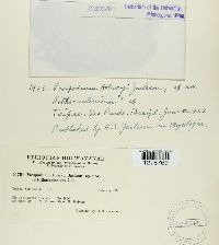 Image of Prospodium holwayi