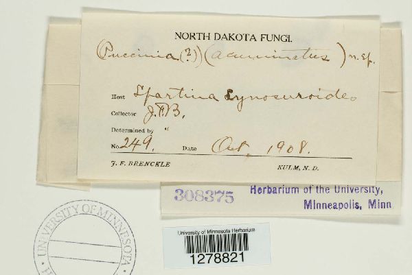 Puccinia acuminatus image