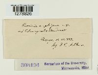 Puccinia amphigena image