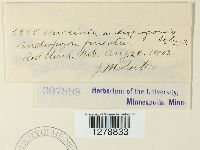 Puccinia andropogonis image