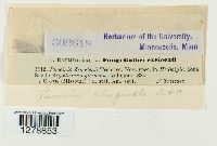 Puccinia atropuncta image