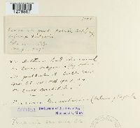 Puccinia caricina image