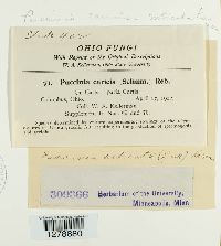 Puccinia caricis image