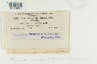 Puccinia caricis image