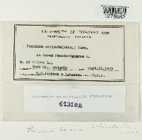 Puccinia caricis image