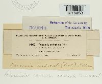 Puccinia caricis image