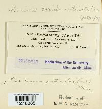 Puccinia caricis image