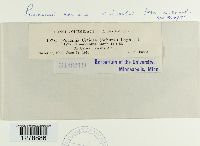 Puccinia caricis image