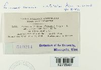 Puccinia caricis image