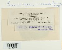 Puccinia caricis image