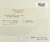 Puccinia caricis image