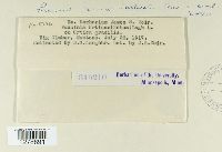 Puccinia caricis image