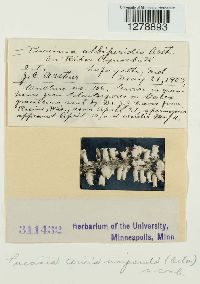 Puccinia caricis image