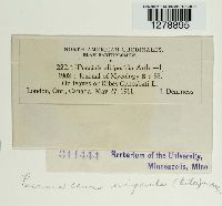 Puccinia caricis image