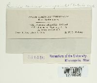 Puccinia caricis image