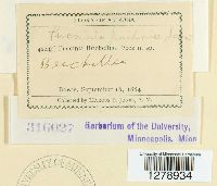 Puccinia kuhniae image