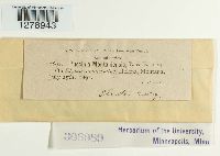 Puccinia montanensis image