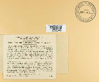 Puccinia cnici-oleracei image