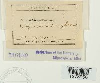 Puccinia solidaginis image