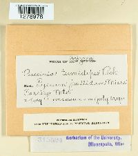 Puccinia tumidipes image