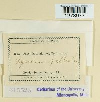 Puccinia tumidipes image