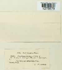 Puccinia vexans image