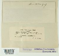 Puccinia vexans image