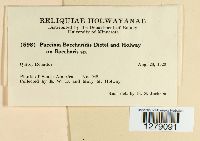 Puccinia baccharidis image