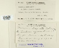 Puccinia liabi image