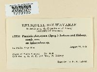 Puccinia platyspora image