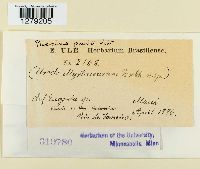 Puccinia psidii image