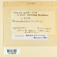 Puccinia psidii image